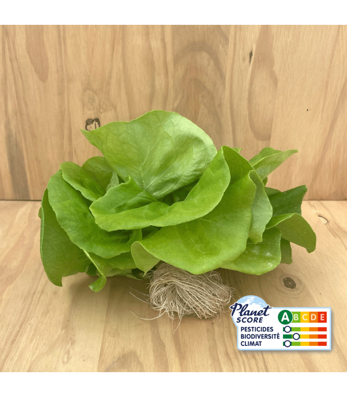 Laitue Pommée Verte plante vivante (pièce)