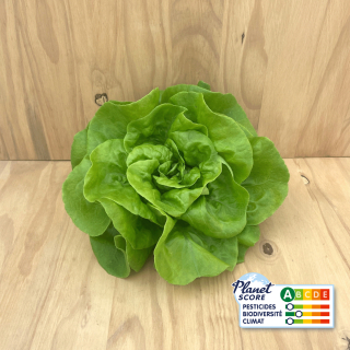Laitue Pommée Verte plante vivante (pièce) - Ferme urbaine aquaponique à Bordeaux