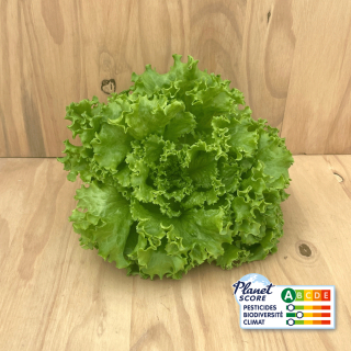 Laitue Batavia Verte plante vivante (pièce) - Ferme urbaine aquaponique à Bordeaux