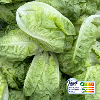 Sucrine (2 pièces) - Ferme urbaine aquaponique à Bordeaux