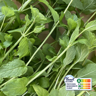Menthe Marocaine (botte 100g) - Ferme urbaine aquaponique à Bordeaux