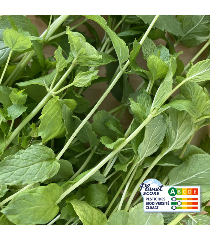 Menthe Marocaine (botte 100g)