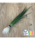 Ciboulette plante vivante (pièce)