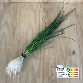 Ciboulette plante vivante (pièce) - Ferme urbaine aquaponique à Bordeaux