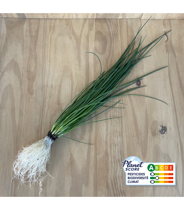Ciboulette plante vivante (pièce)