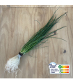 Ciboulette plante vivante (pièce)