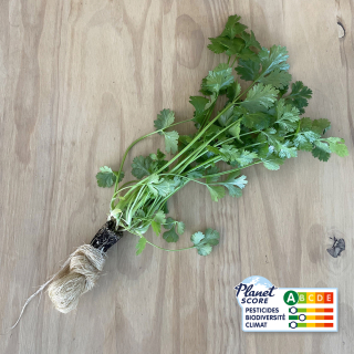 Coriandre plante vivante (pièce) - Ferme urbaine aquaponique à Bordeaux