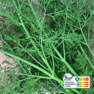 Aneth plante vivante (pièce) - Ferme urbaine aquaponique à Bordeaux