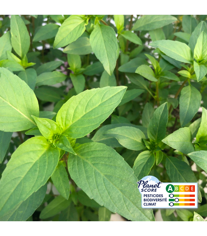 Basilic thai plante vivante (pièce)
