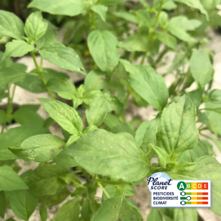 Basilic Citron plante vivante (pièce) - Ferme urbaine aquaponique à Bordeaux