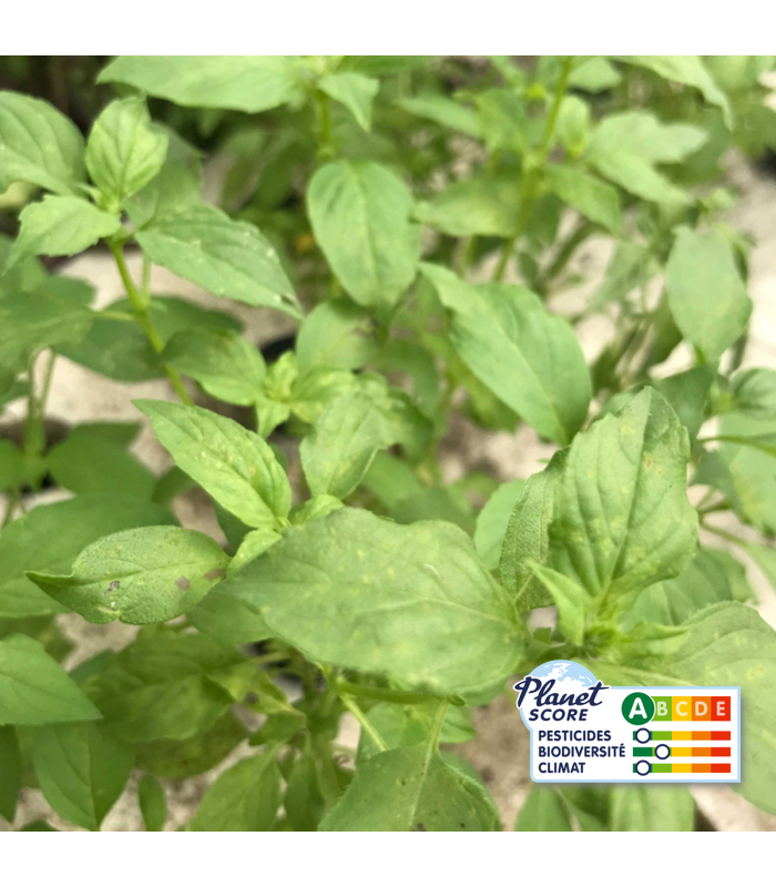 Basilic Citron plante vivante (pièce)