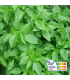 Basilic Citron (botte 100g)