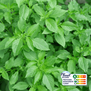 Basilic Citron (botte 100g) - Ferme urbaine aquaponique à Bordeaux