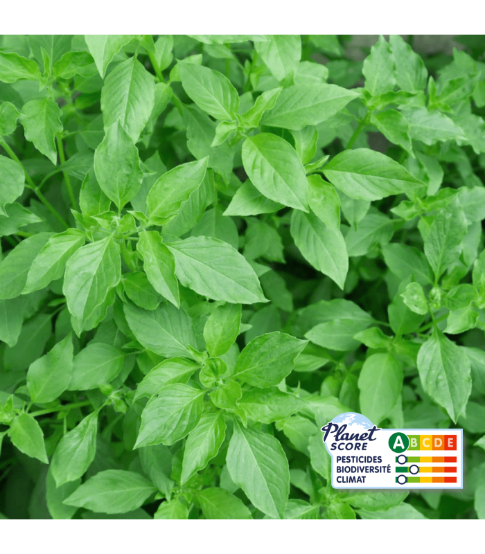 Basilic Citron (botte 100g)