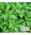 Basilic Citron (botte 100g)