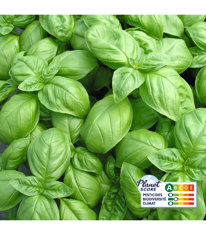 Basilic Vert plante vivante (pièce)