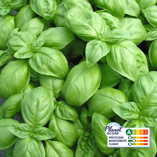 Basilic Vert (botte 100g) - Ferme urbaine aquaponique à Bordeaux