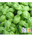 Basilic Vert (botte 100g)