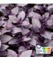Basilic Pourpre (botte 100g)