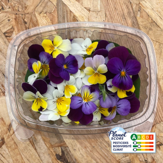 Fleurs de pensées comestibles (boîte de 40 fleurs) - Ferme urbaine aquaponique à Bordeaux