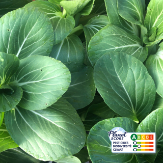 Chou Pak Choï (2 unités) - Ferme urbaine aquaponique à Bordeaux