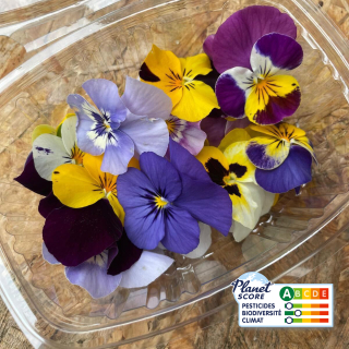 Maxi fleurs de pensées comestibles (boîte de 20 fleurs) - Ferme urbaine aquaponique à Bordeaux