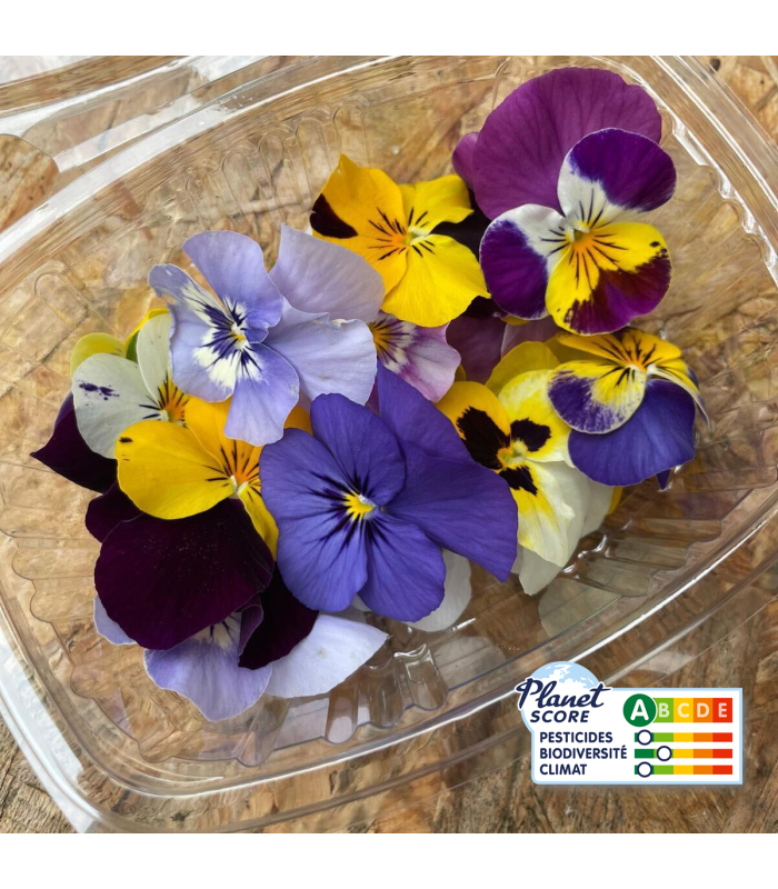 Maxi fleurs de pensées comestibles (boîte de 20 fleurs)