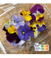 Maxi fleurs de pensées comestibles (boîte de 20 fleurs)