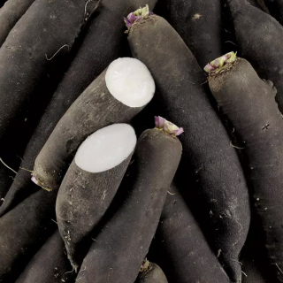 Radis Noir (pièce) - Ferme urbaine aquaponique à Bordeaux