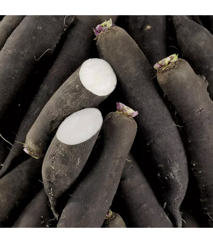 Radis Noir (pièce)
