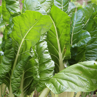 Blette ( botte 400g) - Ferme urbaine aquaponique à Bordeaux
