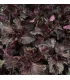 Shiso rouge (sachet 15 feuilles)