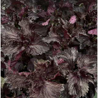 Shiso rouge (sachet 15 feuilles) - Ferme urbaine aquaponique à Bordeaux