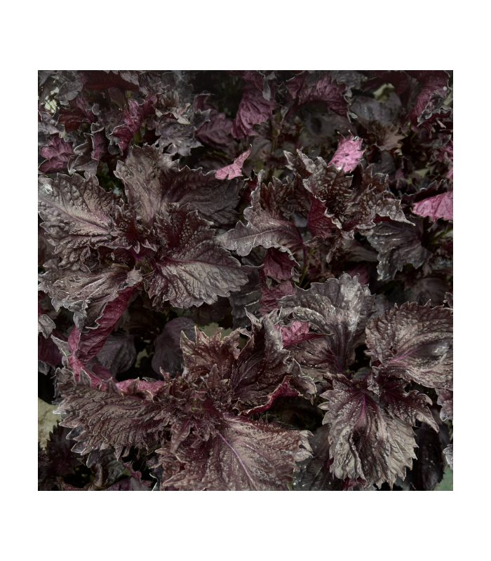 Shiso rouge (sachet 15 feuilles)