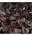Shiso rouge (sachet 15 feuilles)