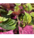 Shiso bicolore (sachet 15 feuilles)