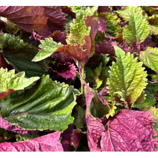 Shiso bicolore (sachet 15 feuilles) - Ferme urbaine aquaponique à Bordeaux