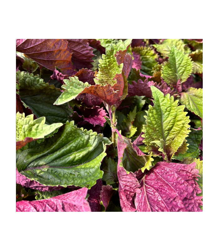 Shiso bicolore (sachet 15 feuilles)