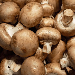 Champignons de paris (300 g) - Ferme urbaine aquaponique à Bordeaux