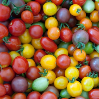 Tomates Cerises (250g) - Ferme urbaine aquaponique à Bordeaux