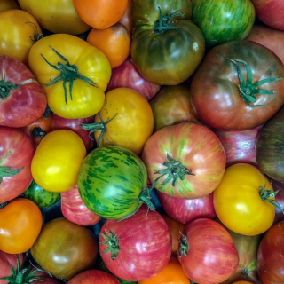 Tomates (1kg) - Ferme urbaine aquaponique à Bordeaux