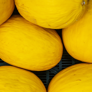 Melon jaune (pièce) - Ferme urbaine aquaponique à Bordeaux