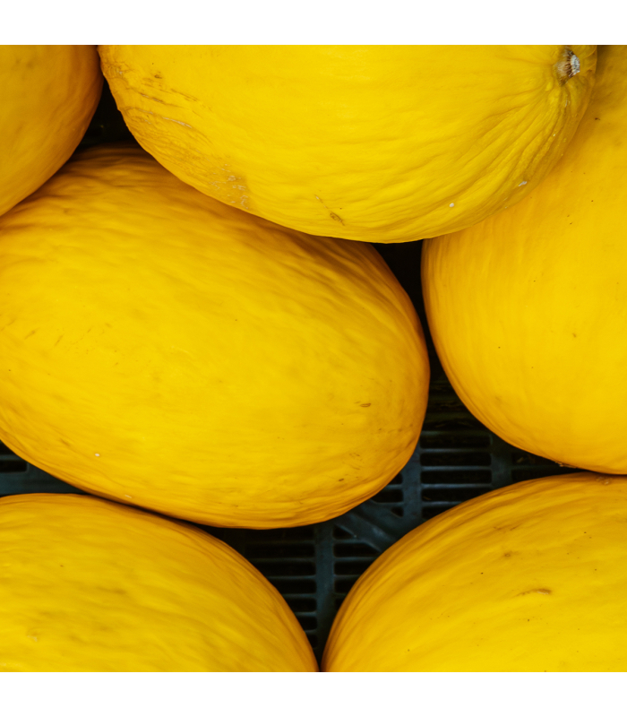 Melon jaune (pièce)