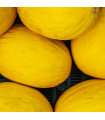 Melon jaune (pièce)