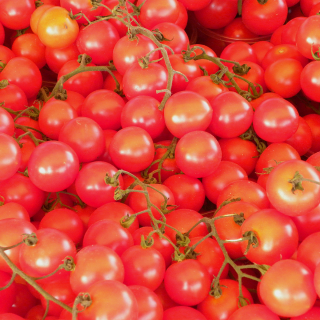 Tomates Cerises (250g) - Ferme urbaine aquaponique à Bordeaux