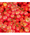 Tomates Cerises (250g)