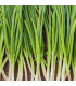 Ciboule (botte 150g)