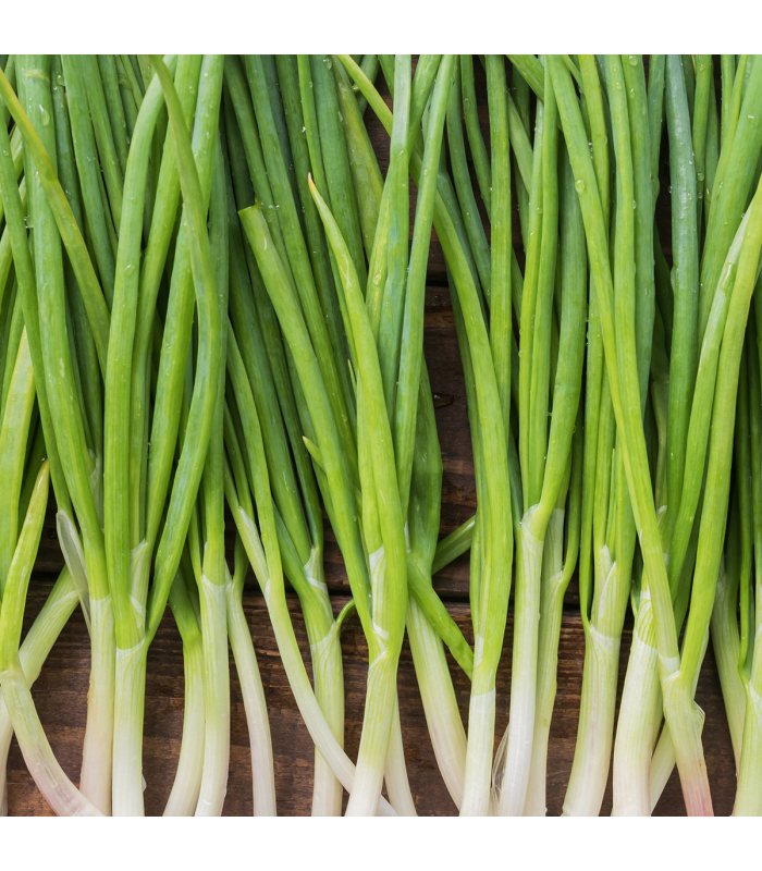 Ciboule (botte 150g)