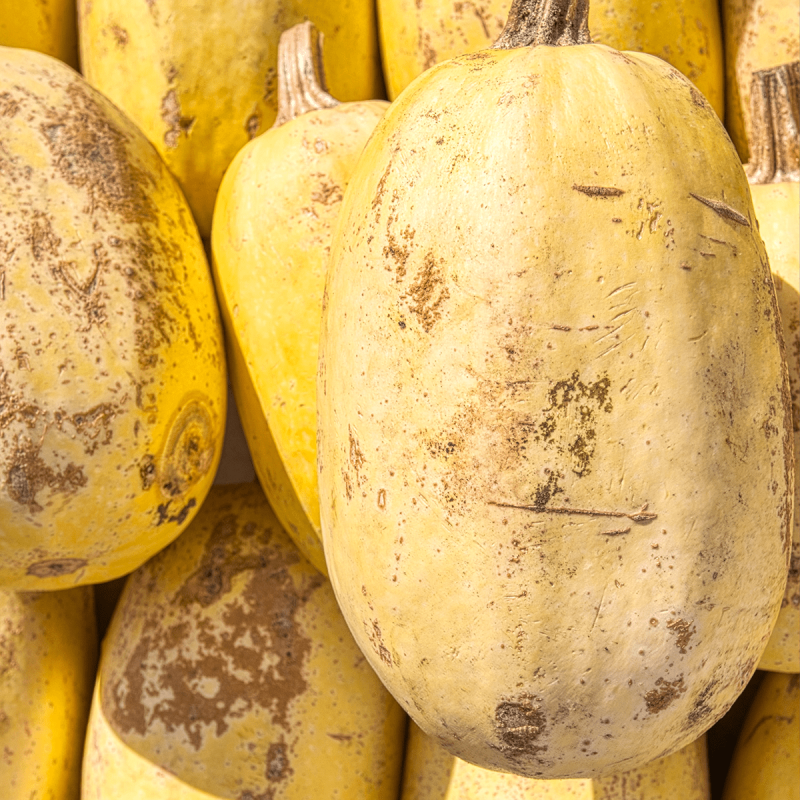 Courge spaghetti (unité)