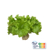 Laitue Batavia Verte plante vivante (pièce)